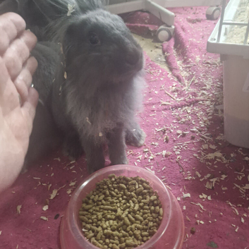 1 lion head male bunnies