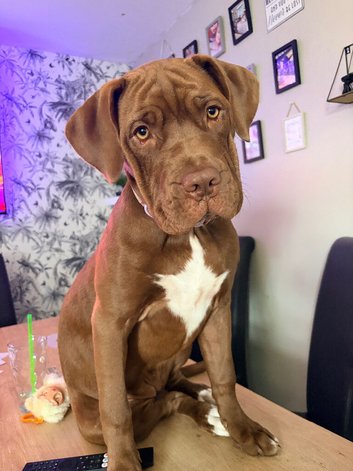 Dogue de Bordeaux cross