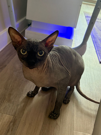 Handsome Male Sphynx Cat Looking for His New Home