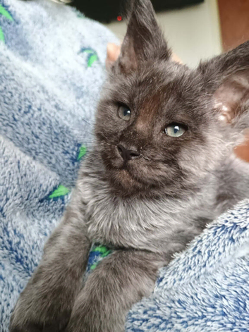 Maine coon polydactyl boys