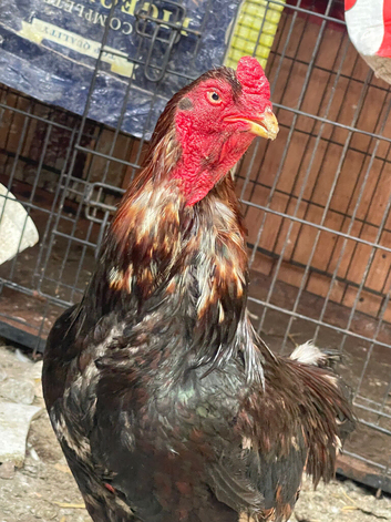 Aseel shamo for sale in Birmingham or swap Asiil Chicken