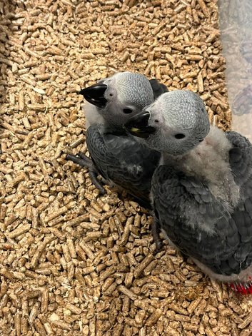Selling handreared baby African greys