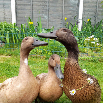 3 Khaki Campbell Ducks (2-4yrs)