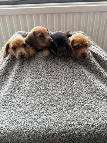 5 gorgeous doxipoo&rsquo;s