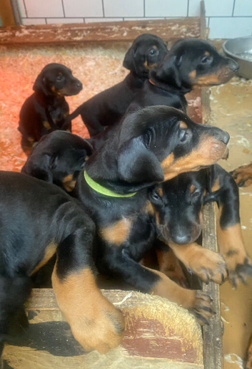 Dobermann pups
