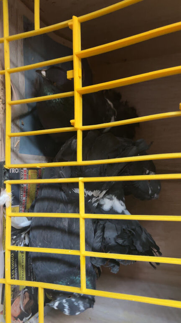 3 Indian fantails for sale
