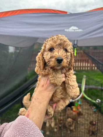 Cockapoo F1B puppies