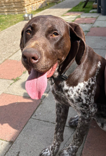 German shorthaired pointer