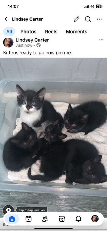 Kittens for sale