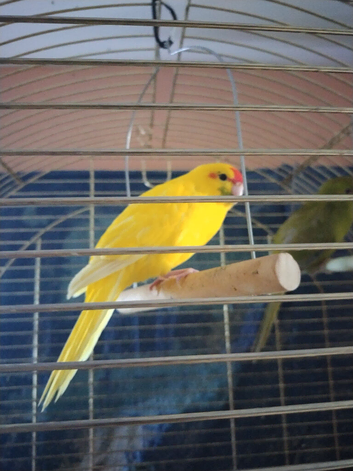 For sale
