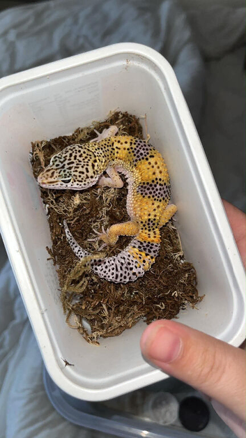 Young leopard gecko (female) reay to go now!