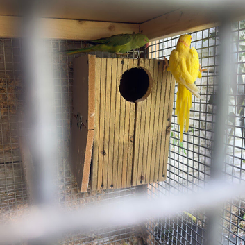 Proven Ringneck female green