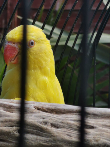 Lutino Ringneck baby