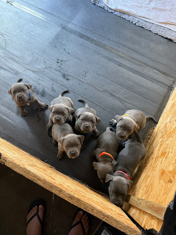 Beautiful Blue Staffie Puppies