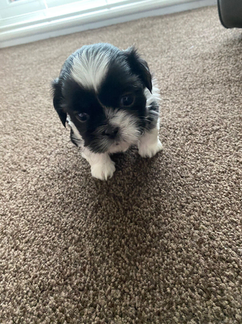 2x stunning tiny shih tzu boys