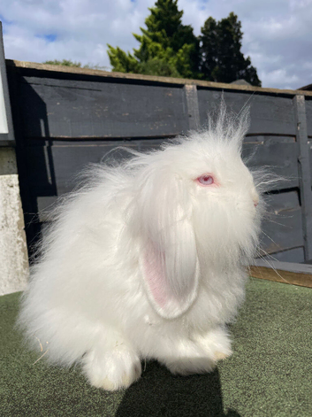 Beautiful Rew Lion Lop Boy