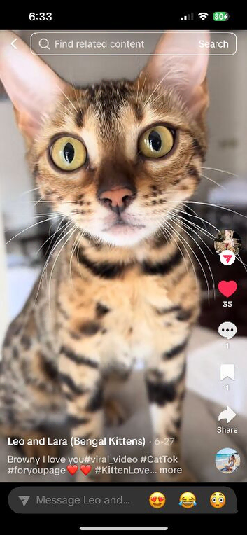 Bengal kitten for sale