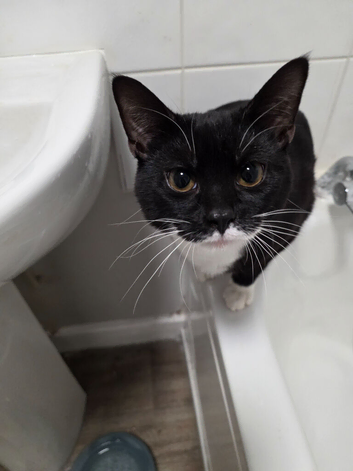 Black and white cat