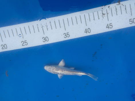 Looking to sell excess koi from pond