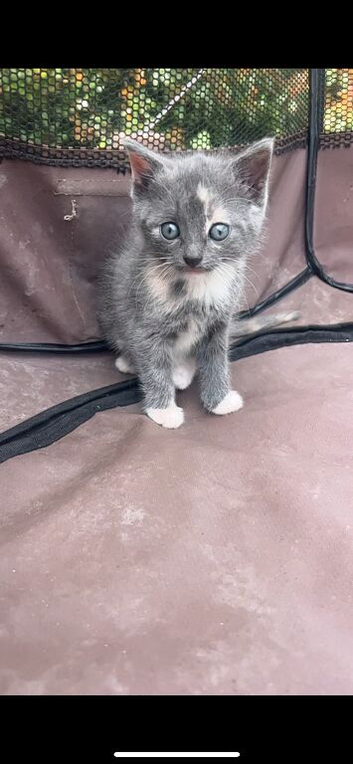 Beautiful calico girl kitten