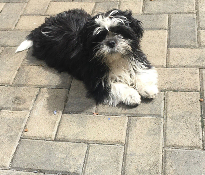 Puppy&rsquo;s for sale Shih Tzu 7 mixed litter