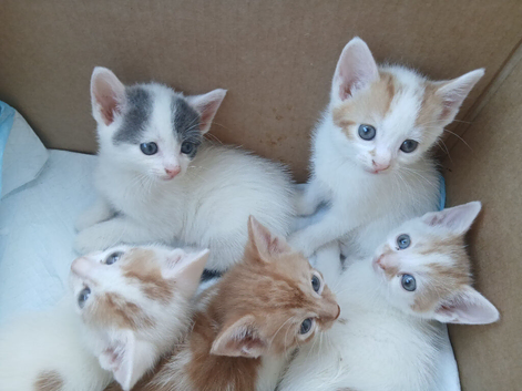 Beautiful kittens looking for there forever homes