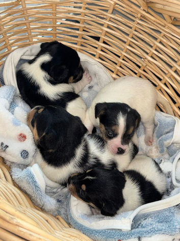 Jack Russell puppies for sale. READY NOW 1 GIRL LEFT AVAILABLE
