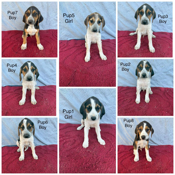 Beautiful beagle puppies for sale