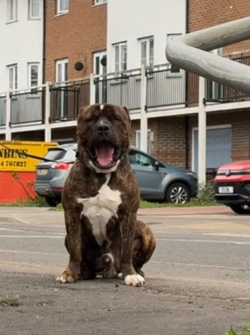 American bulldog x mastiff