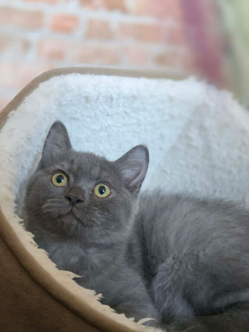 TICA British shorthair Kitten
