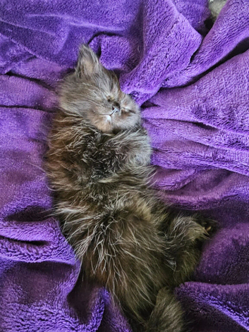 Half Maine Coon 14 weeks old female loves to play and love cuddles eats wet and dry food love milk and drink water
