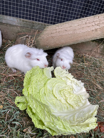 Ronnie and Reggie twin crested white boys