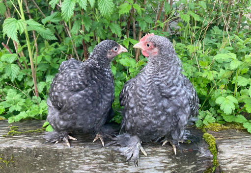 Pair of cuckoo Pekin bantams (gorgeous, tame and good temperament) - 8 weeks old