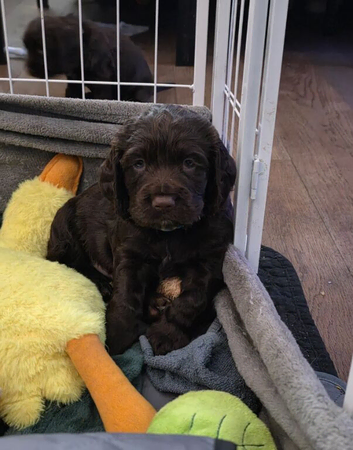Beautiful Cocker Spaniel Puppies &ndash; 3 Boys & 4 Girls Ready From 4 June 2026