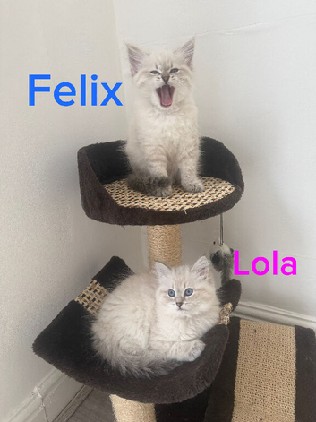 Beautiful Pure Breed Siberian Kittens!