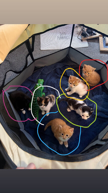 KITTENS
