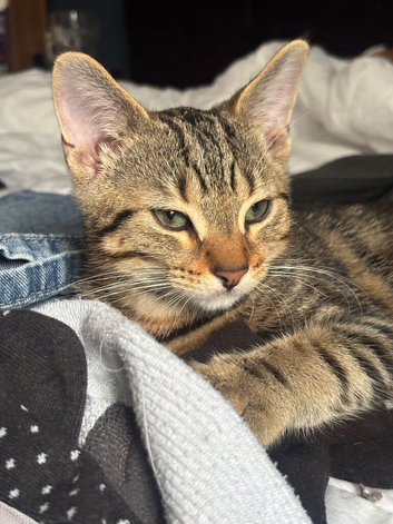 Beautiful 3/4 Bengal kitten