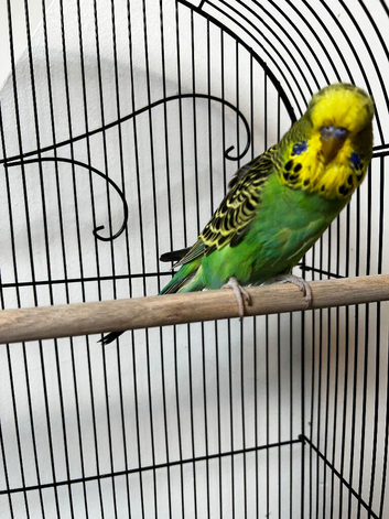 Beautiful Home Bred Young Budgies