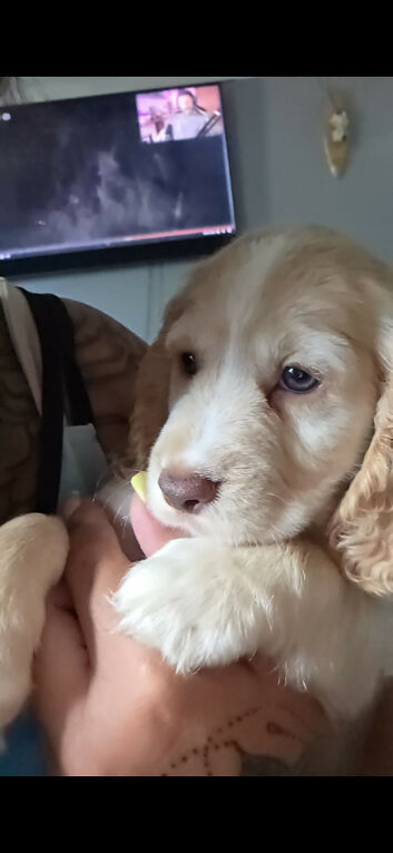 Lemon roan cocker spaniel bitch 9 weeks old