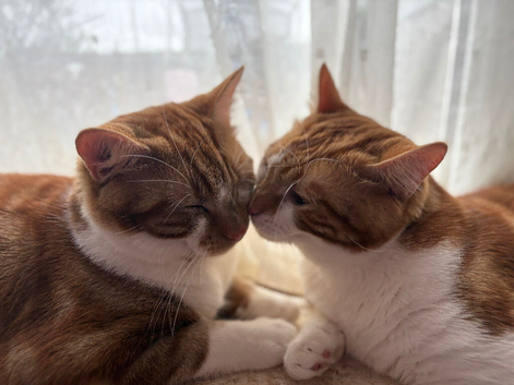 2 ginger brothers