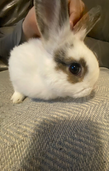 Sophie and lily need a home!