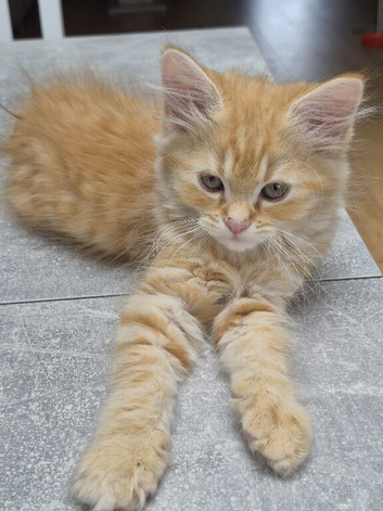 6 hypoallergenic Siberians