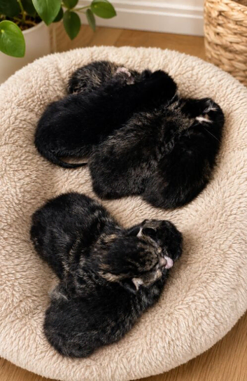 Kittens ready to be re-homed from July 17th