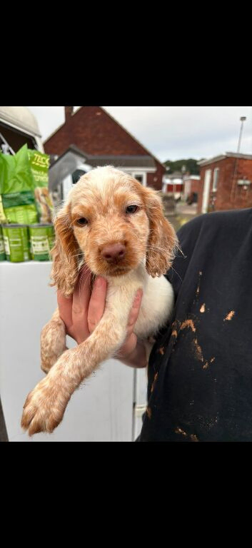 4 beautiful cocker puppys