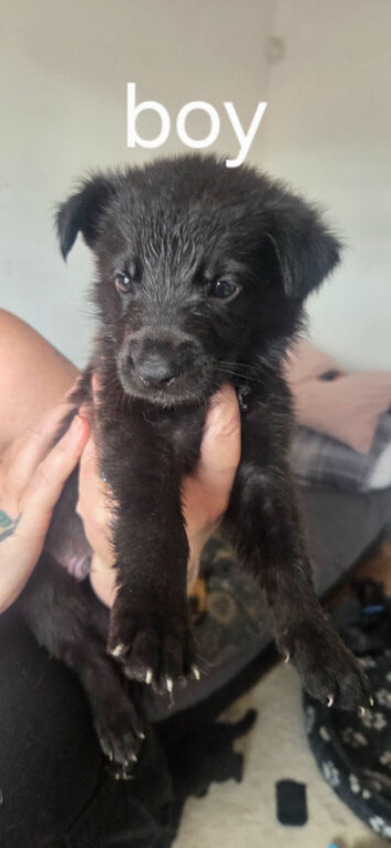 Working line german shepherd puppies