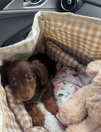 Long Bodies, Big Personalities  Dachshund Puppies Available