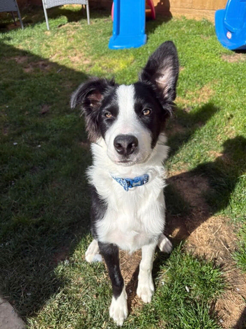 Cooper 7months old