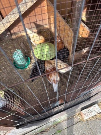 Chickens