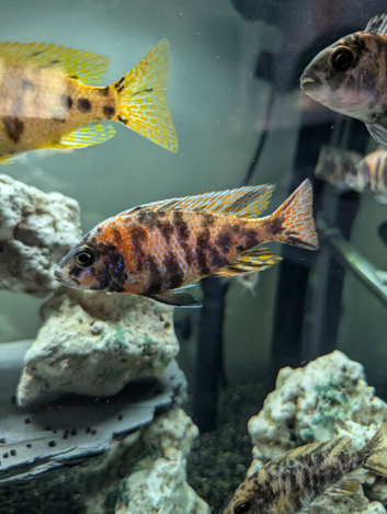 Male aulonacara cichlids