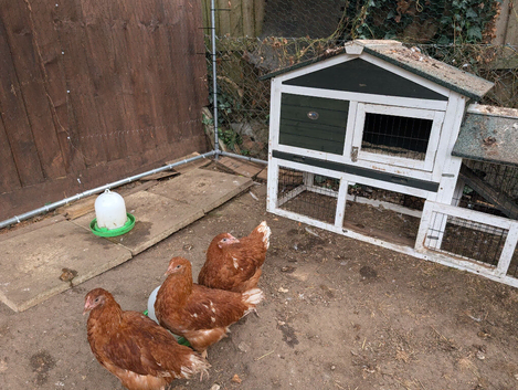 Warren hens, hutch and chicken run
